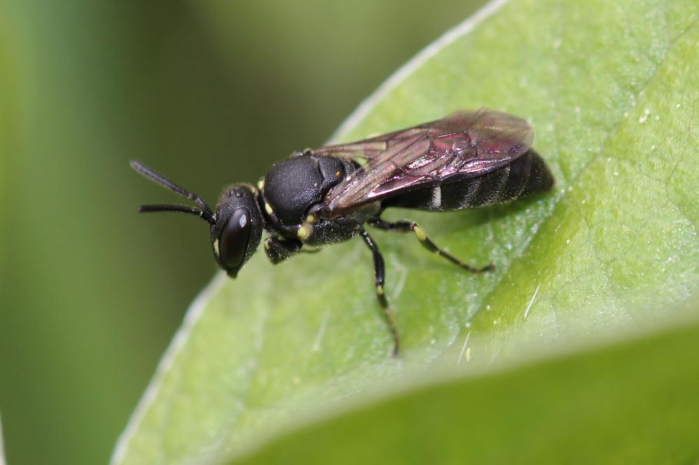 Hylaeus Fabricius, 1793