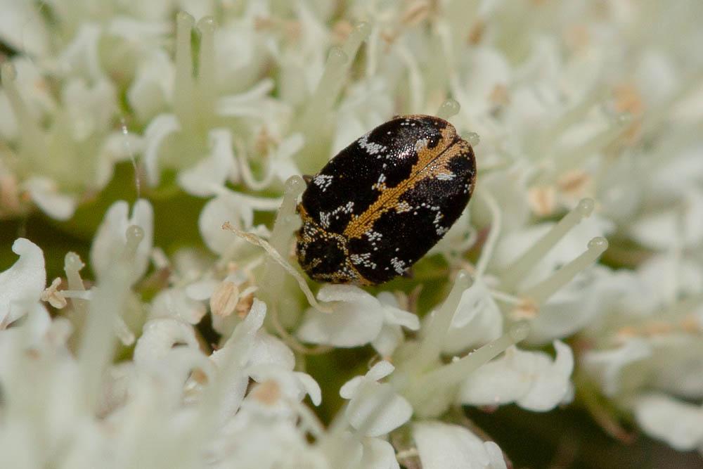 Anthrène à broderie  Anthrenus scrophulariae (Linnaeus, 1758)