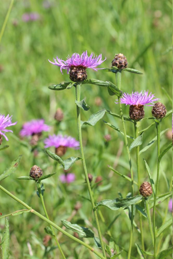 Centaurée jacée, Tête de moineau, Ambrette Centaurea jacea L., 1753