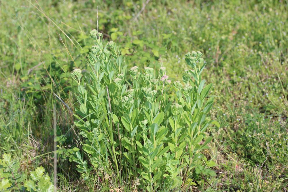 Herbe de saint Jean Hylotelephium telephium (L.) H.Ohba, 1977