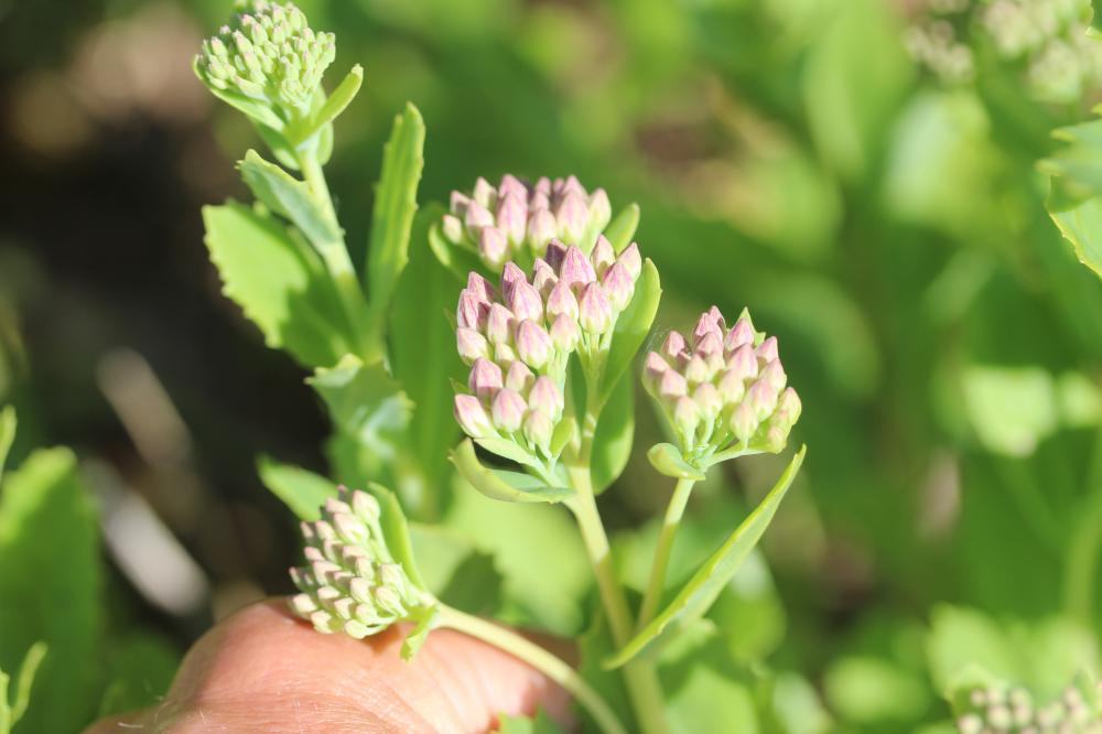 Herbe de saint Jean Hylotelephium telephium (L.) H.Ohba, 1977