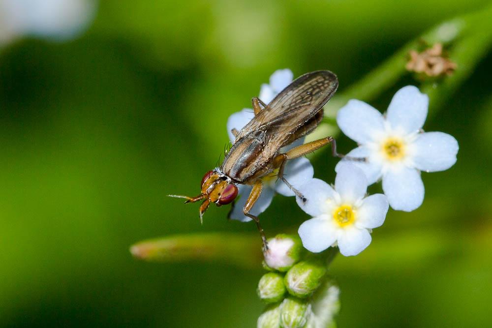  Limnia unguicornis (Scopoli, 1763)