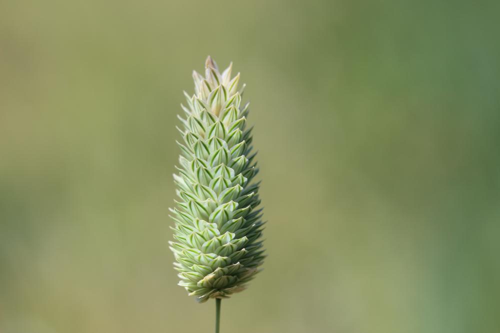 Alpiste des Canaries Phalaris canariensis L., 1753