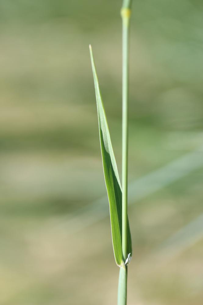 Alpiste des Canaries Phalaris canariensis L., 1753