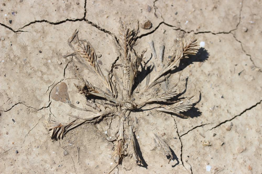 Schlérochloa raide Sclerochloa dura (L.) P.Beauv., 1812