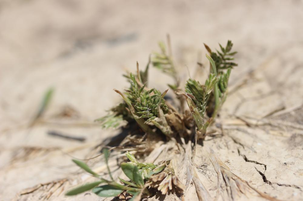 Schlérochloa raide Sclerochloa dura (L.) P.Beauv., 1812