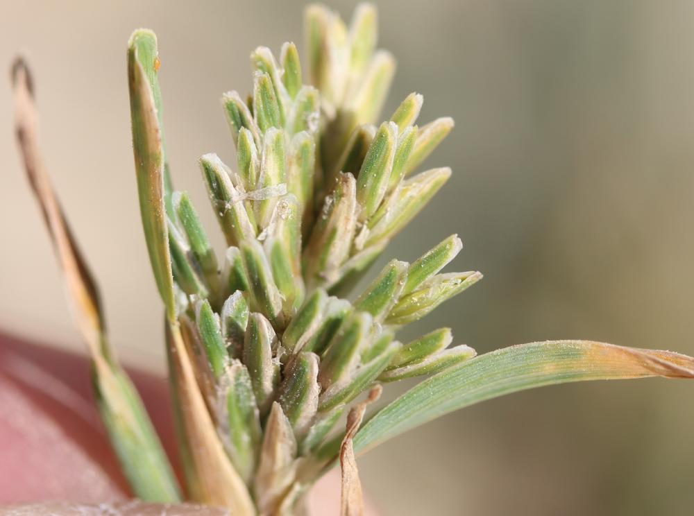 Schlérochloa raide Sclerochloa dura (L.) P.Beauv., 1812