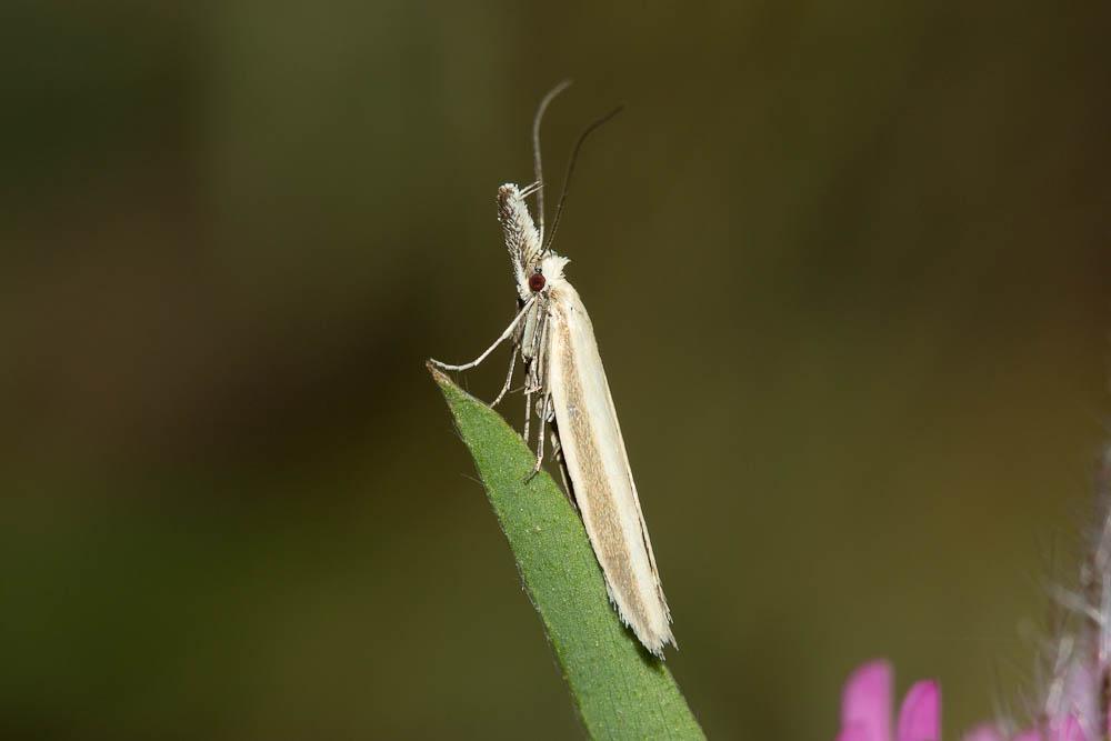 Pleurota pyropella (Denis & Schiffermüller, 1775)