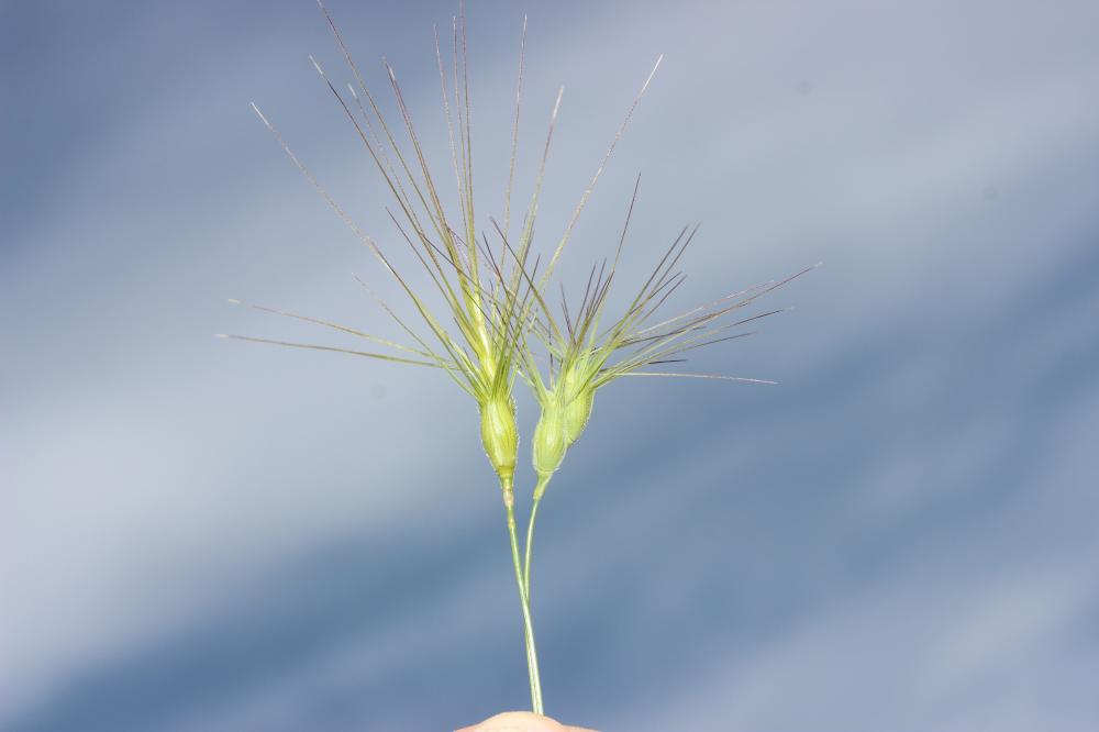  Aegilops L., 1753
