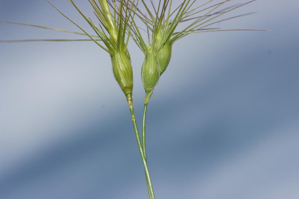  Aegilops L., 1753