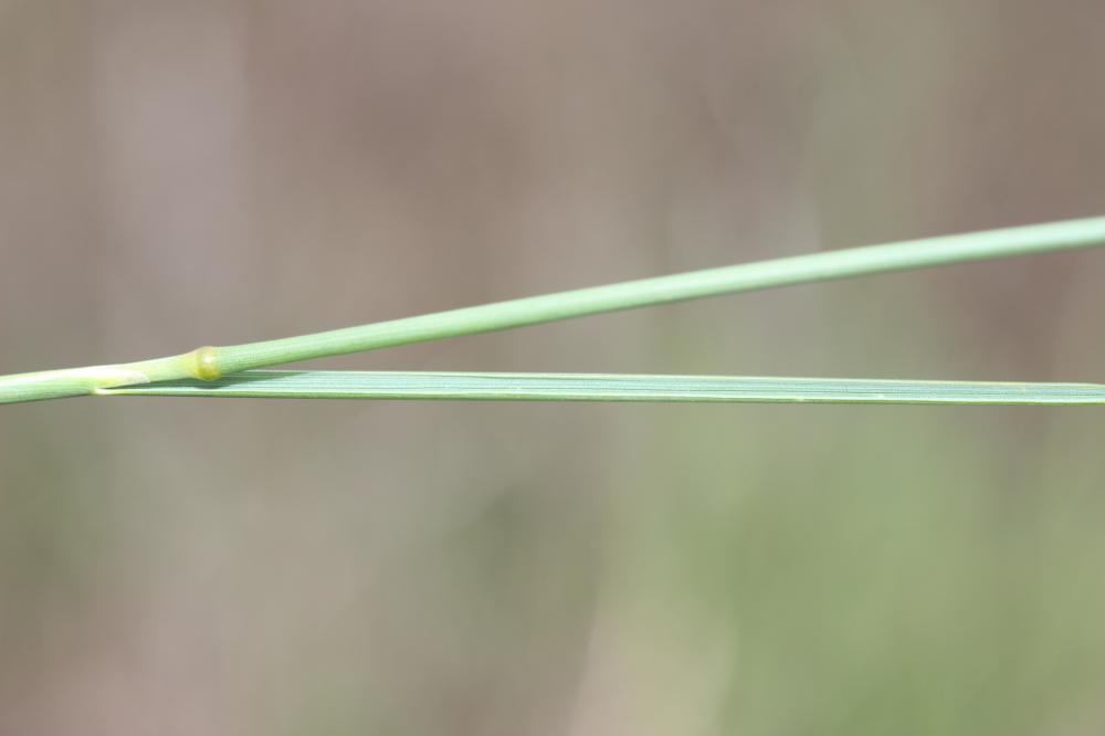 Glycérie Puccinellia festuciformis (Host) Parl., 1850