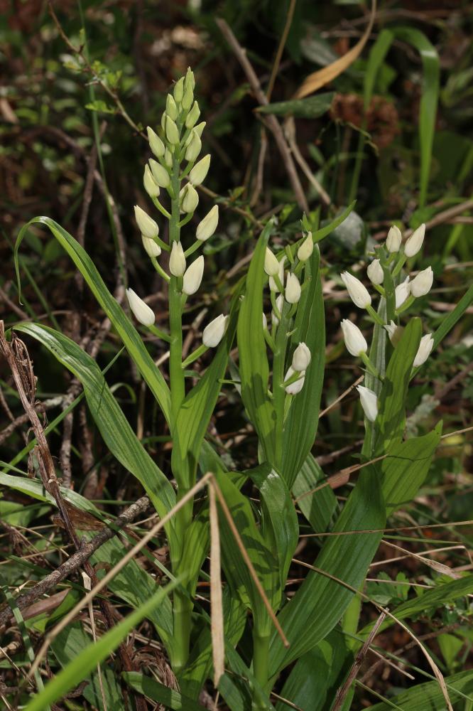 Céphalanthère à feuilles étroites, Céphalanthère à Cephalanthera longifolia (L.) Fritsch, 1888