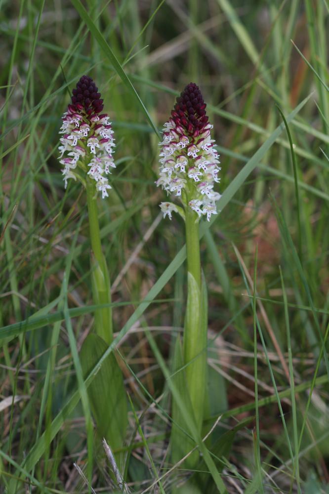 Orchis brûlé Neotinea ustulata (L.) R.M.Bateman, Pridgeon & M.W.Chase, 1997