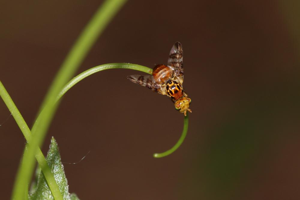 Goniglossum wiedemanni (Meigen, 1826)