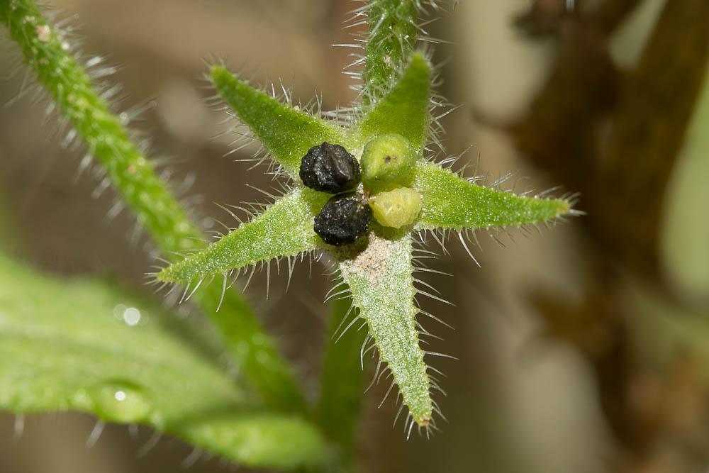 Lycopside des champs Lycopsis arvensis L., 1753