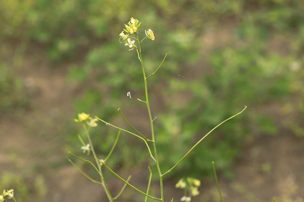 Sisymbre d'Orient Sisymbrium orientale L., 1756