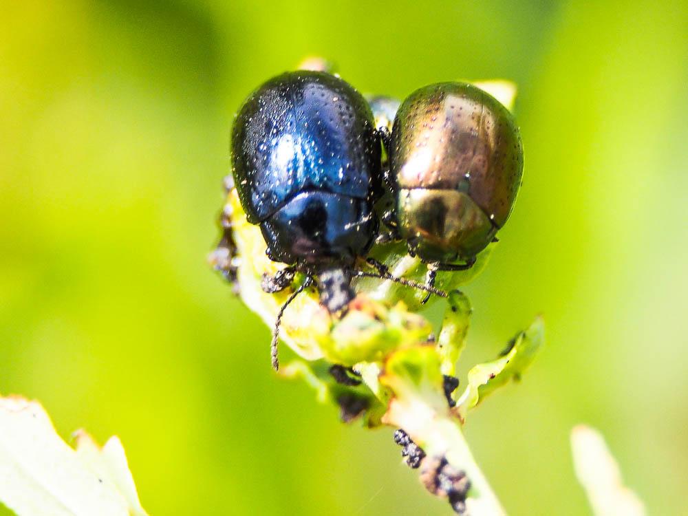 Chrysolina hyperici (Forster, 1771)