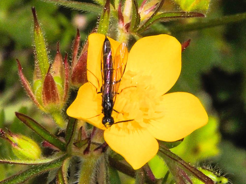 Cephidae Newman, 1834