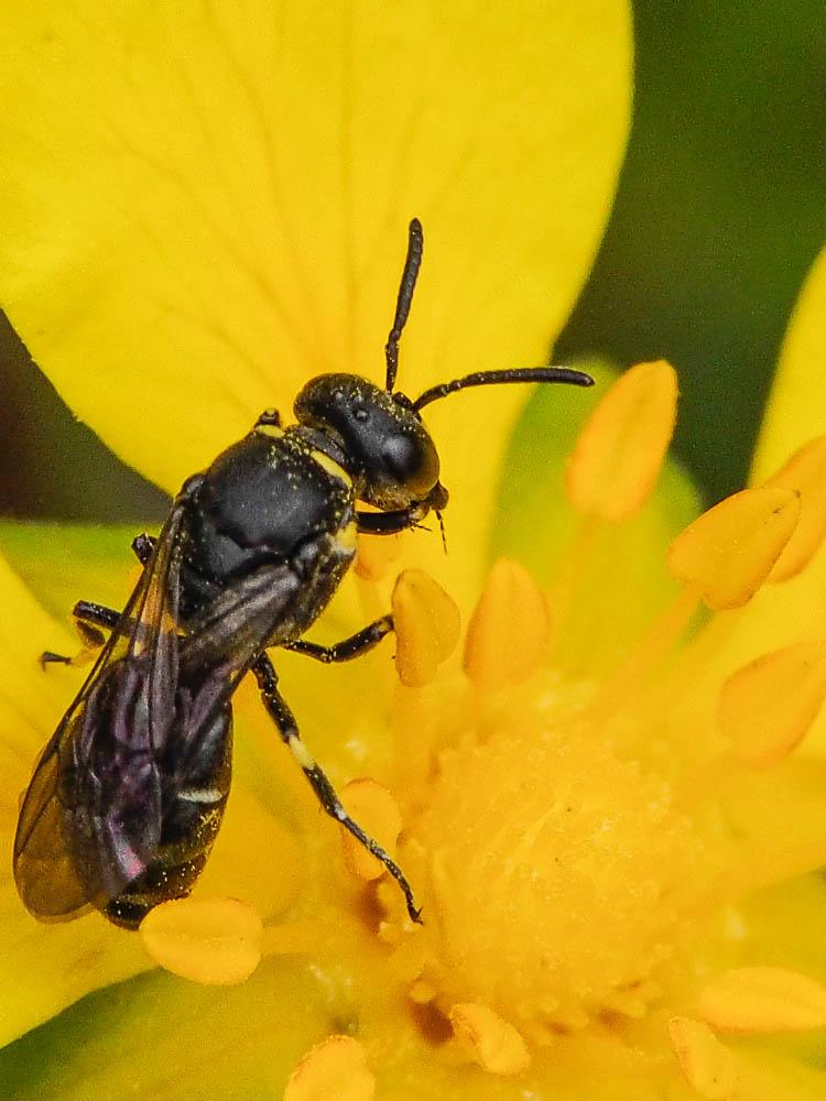 Hylaeus Fabricius, 1793