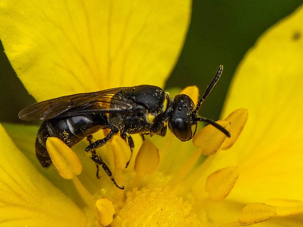 Hylaeus Fabricius, 1793