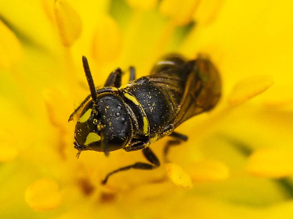  Hylaeus Fabricius, 1793