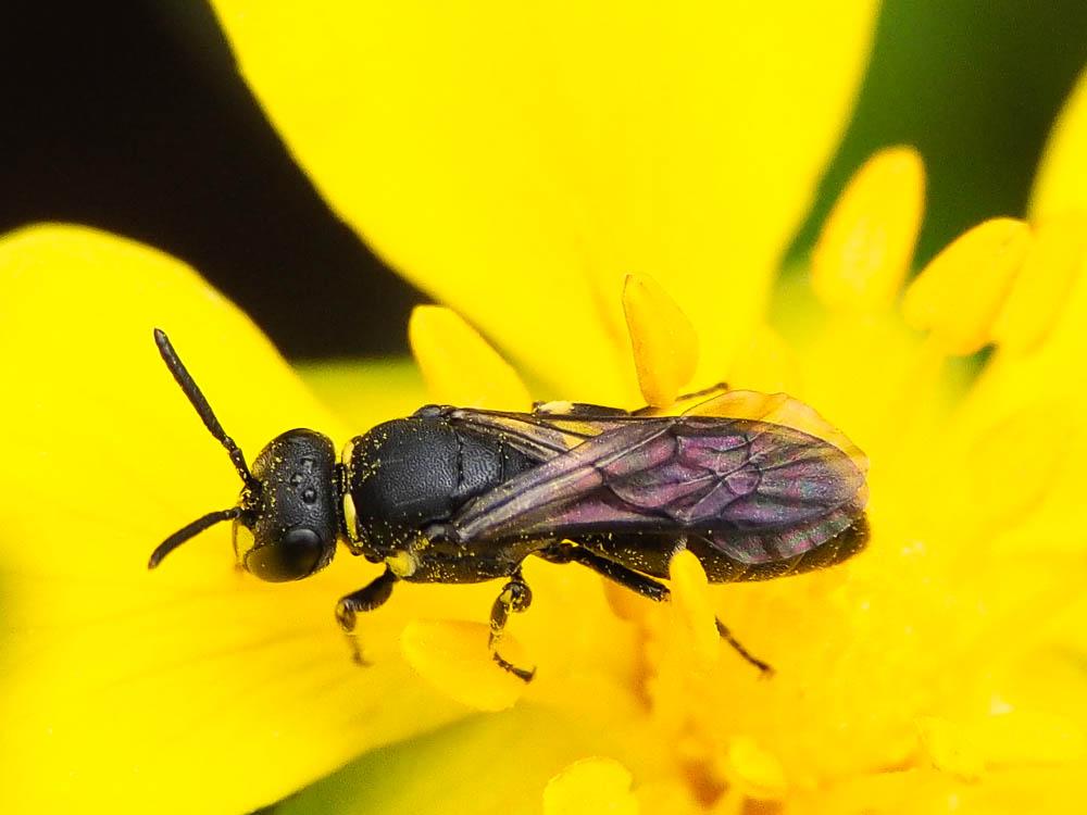 Hylaeus Fabricius, 1793