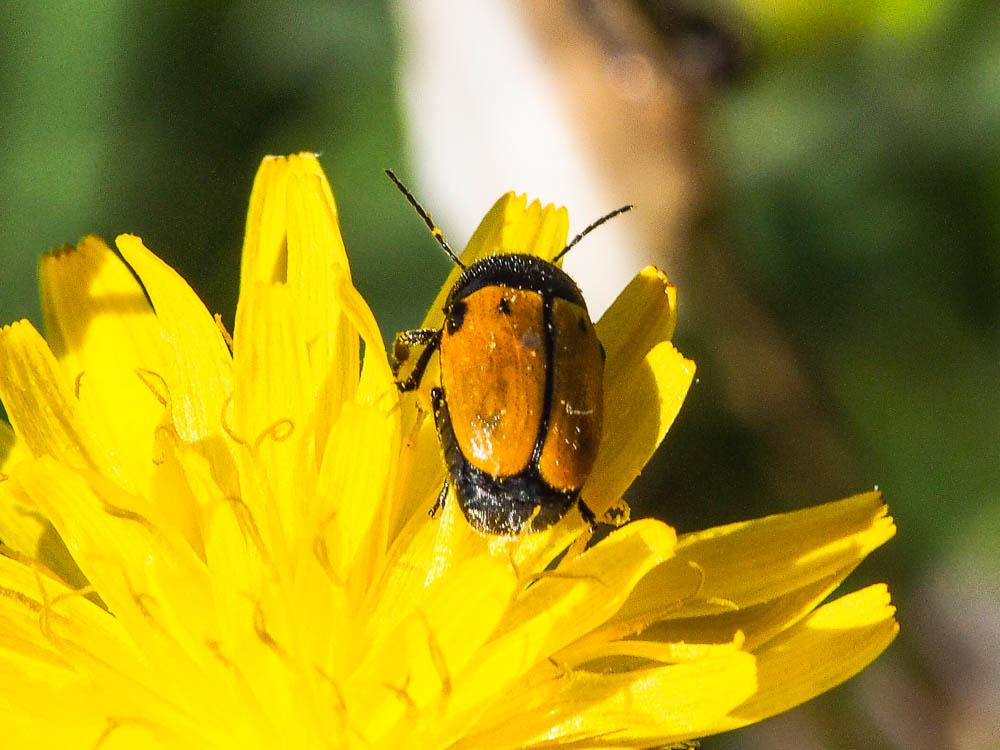 Cryptocéphale à corselet rugueux Cryptocephalus rugicollis Olivier, 1791