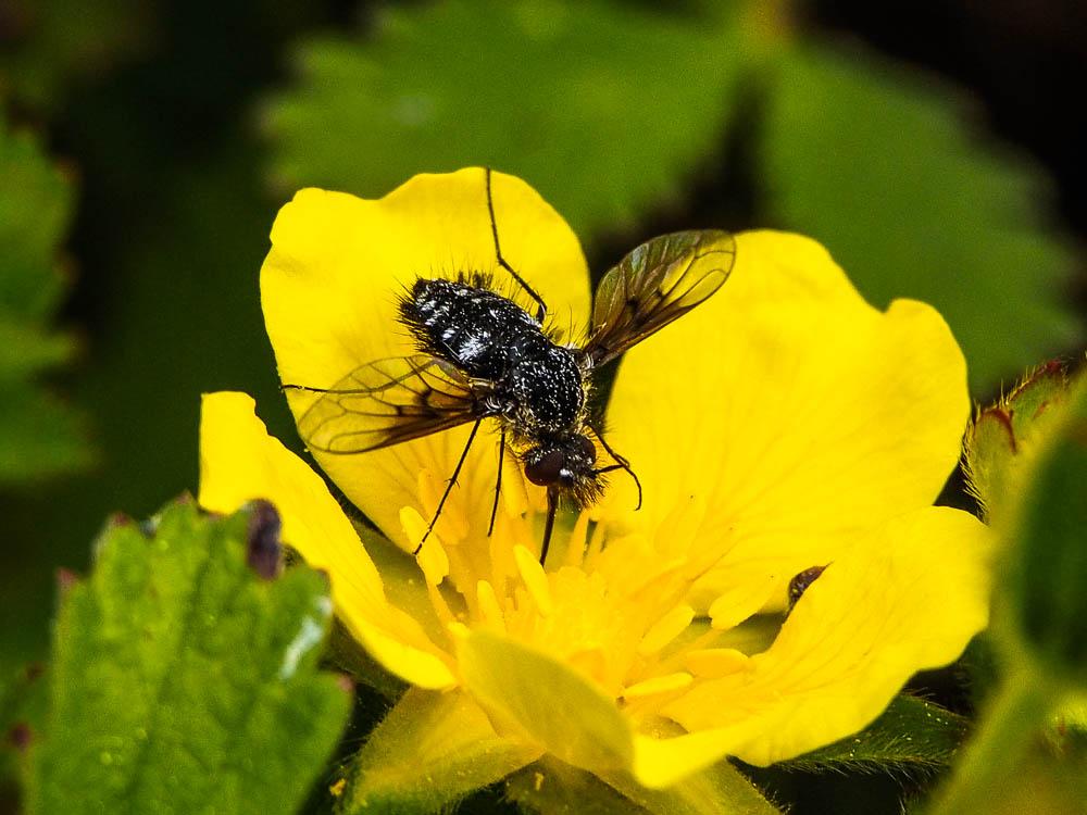  Bombylella atra (Scopoli, 1763)