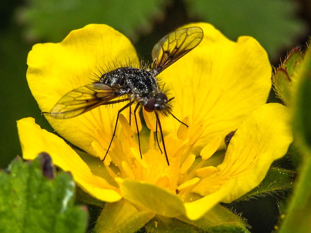  Bombylella atra (Scopoli, 1763)