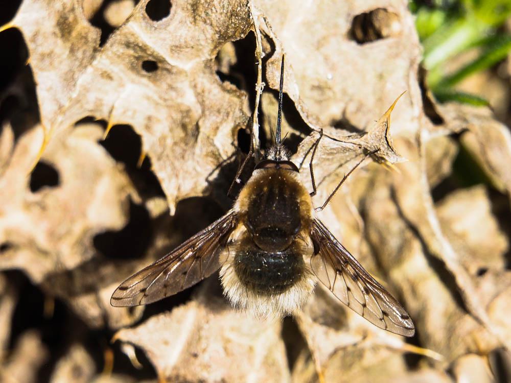  Bombylius discolor Mikan, 1796