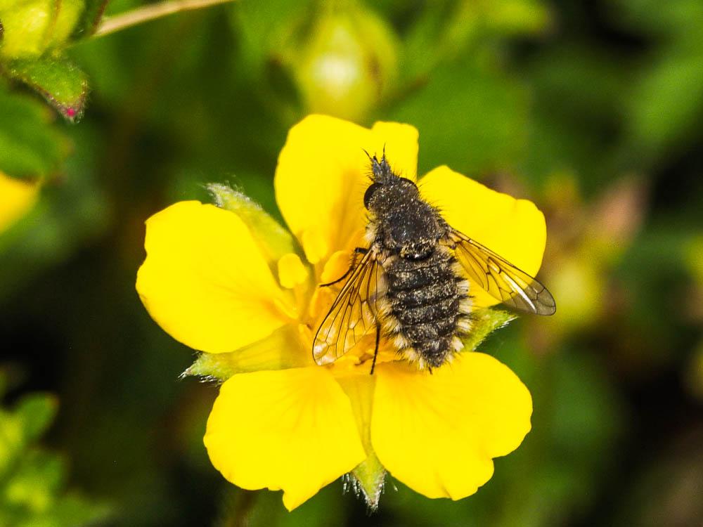  Conophorus virescens (Fabricius, 1789)