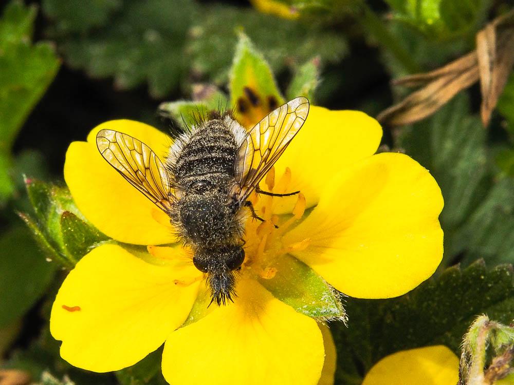  Conophorus virescens (Fabricius, 1789)