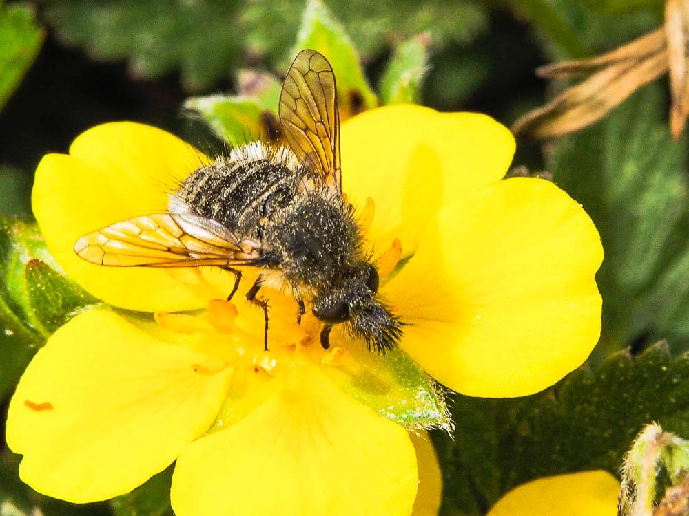 Conophorus virescens (Fabricius, 1789)