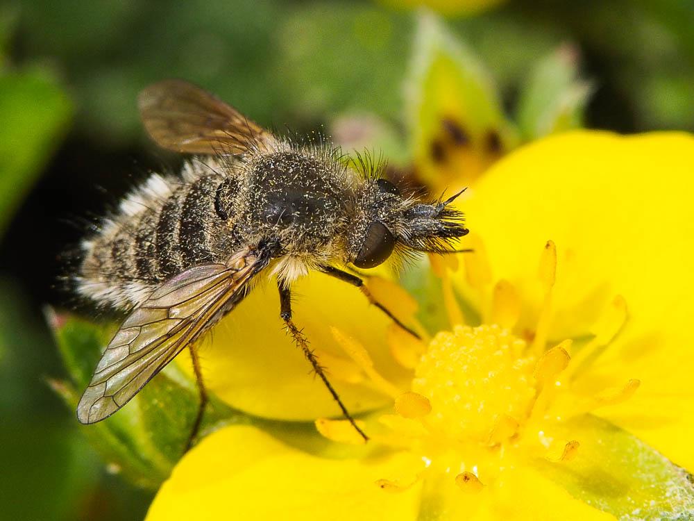  Conophorus virescens (Fabricius, 1789)