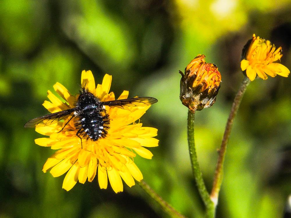  Bombylella atra (Scopoli, 1763)