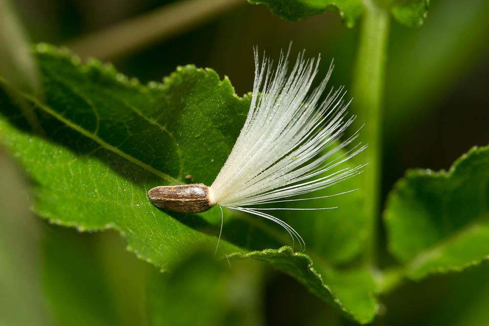 Chardon marie, Chardon marbré Silybum marianum (L.) Gaertn., 1791