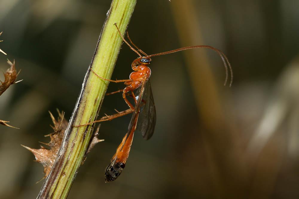 Ichneumon jaune à corselet noir en dessous & extré Enicospilus ramidulus (Linnaeus, 1758)