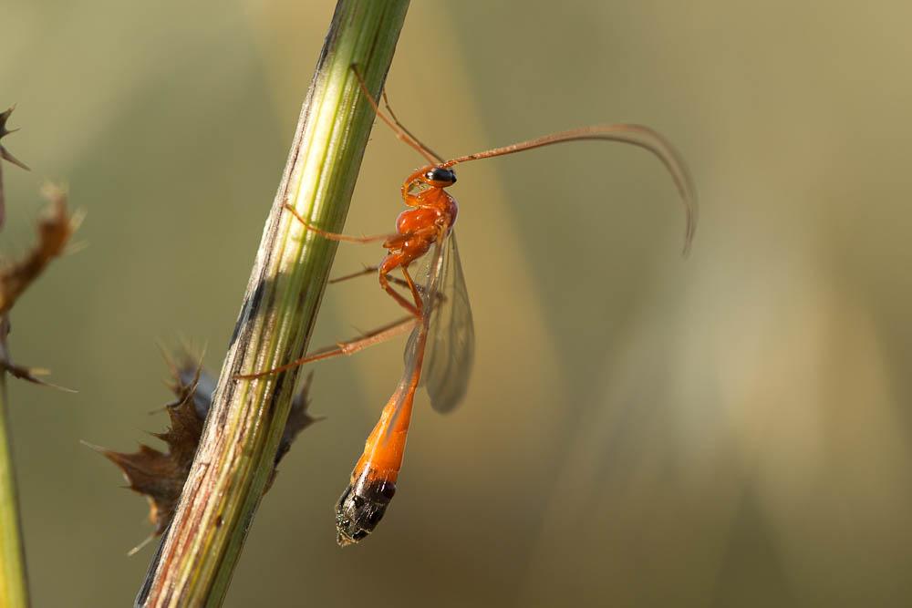 Ichneumon jaune à corselet noir en dessous & extré Enicospilus ramidulus (Linnaeus, 1758)