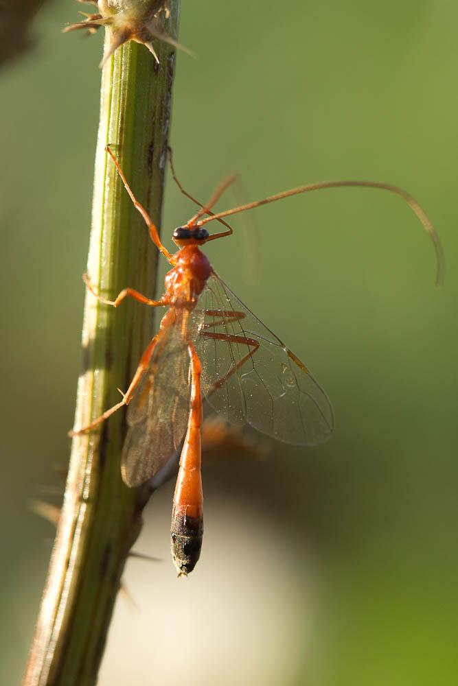 Ichneumon jaune à corselet noir en dessous & extré Enicospilus ramidulus (Linnaeus, 1758)