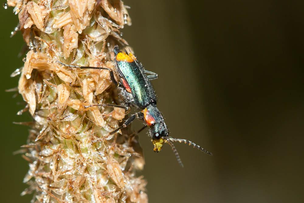  Clanoptilus marginellus (Olivier, 1790)