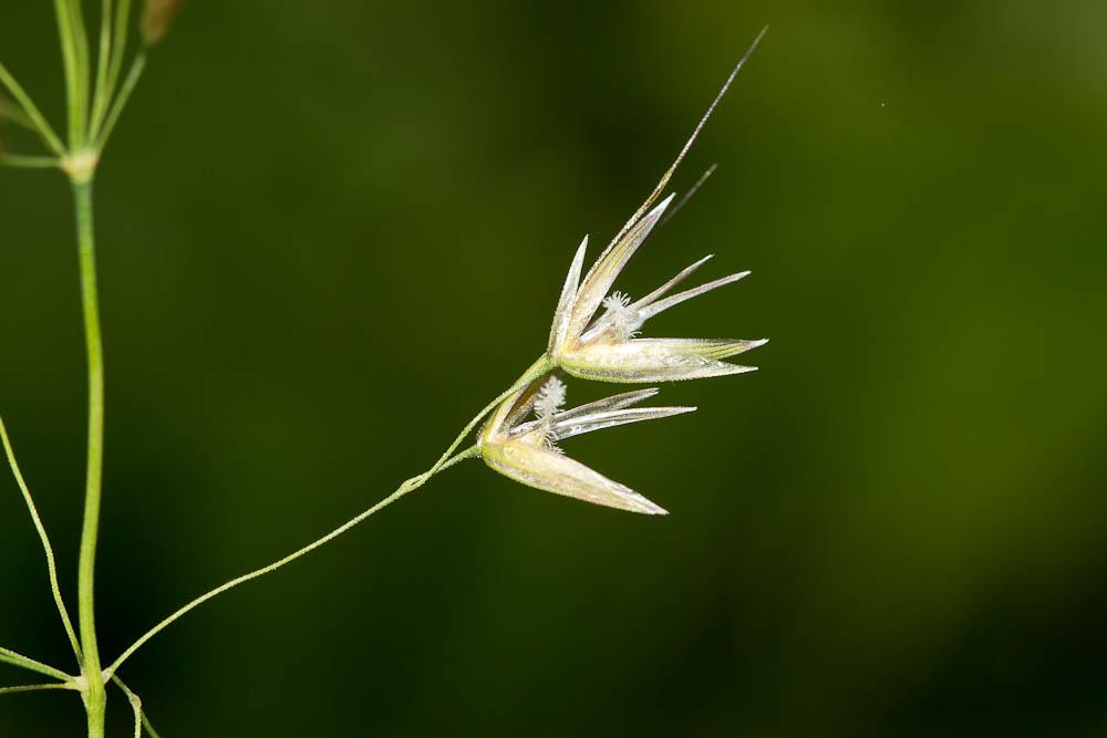 Fromental élevé, Ray-grass français Arrhenatherum elatius (L.) P.Beauv. ex J.Presl & C.Presl, 1819
