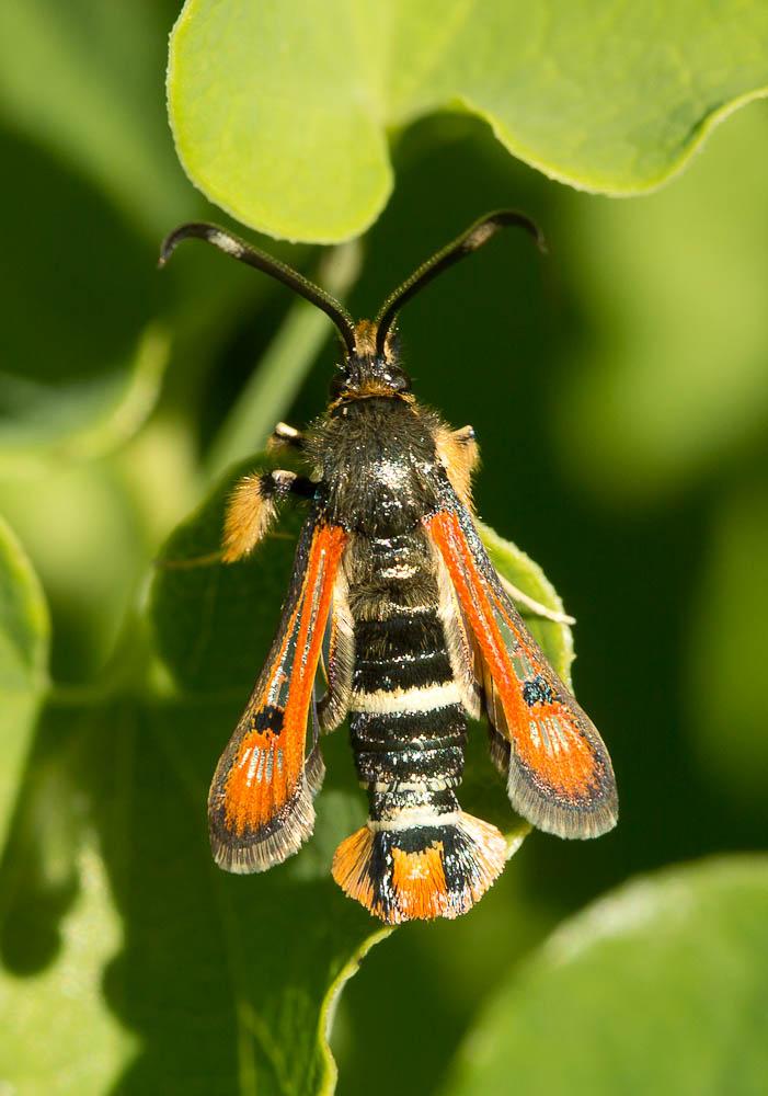Sésie de l'Oseille (La) Pyropteron chrysidiforme (Esper, 1782)
