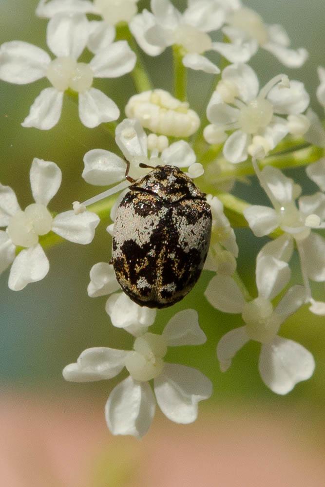  Anthrenus pimpinellae (Fabricius, 1775)
