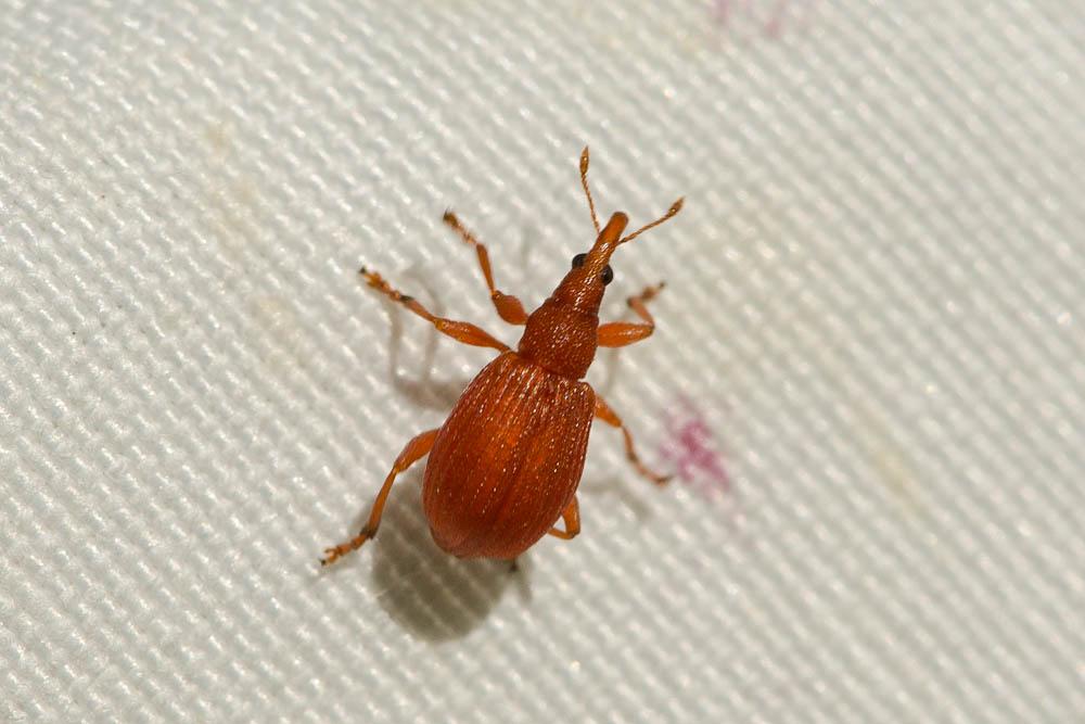 Apion rouge Apion frumentarium (Linnaeus, 1758)
