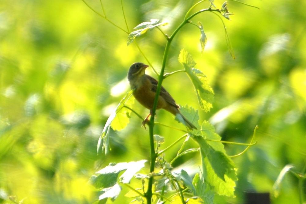 Bruant ortolan Emberiza hortulana Linnaeus, 1758