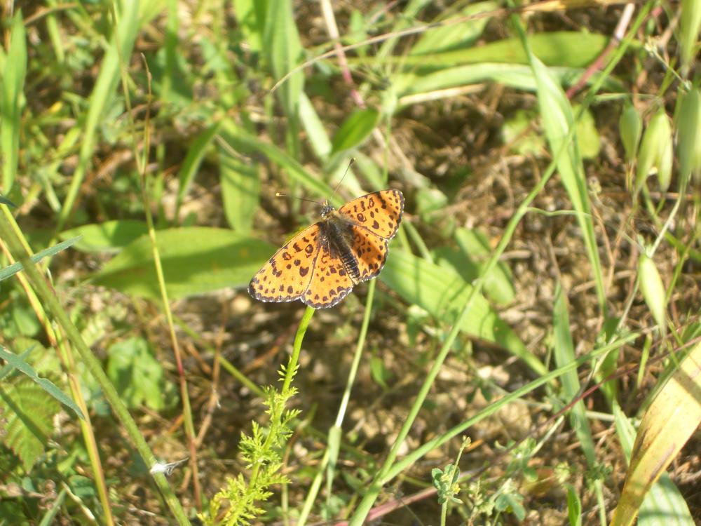 Mélitée orangée (La), Damier orangé (Le), Diane (L Melitaea didyma (Esper, 1778)
