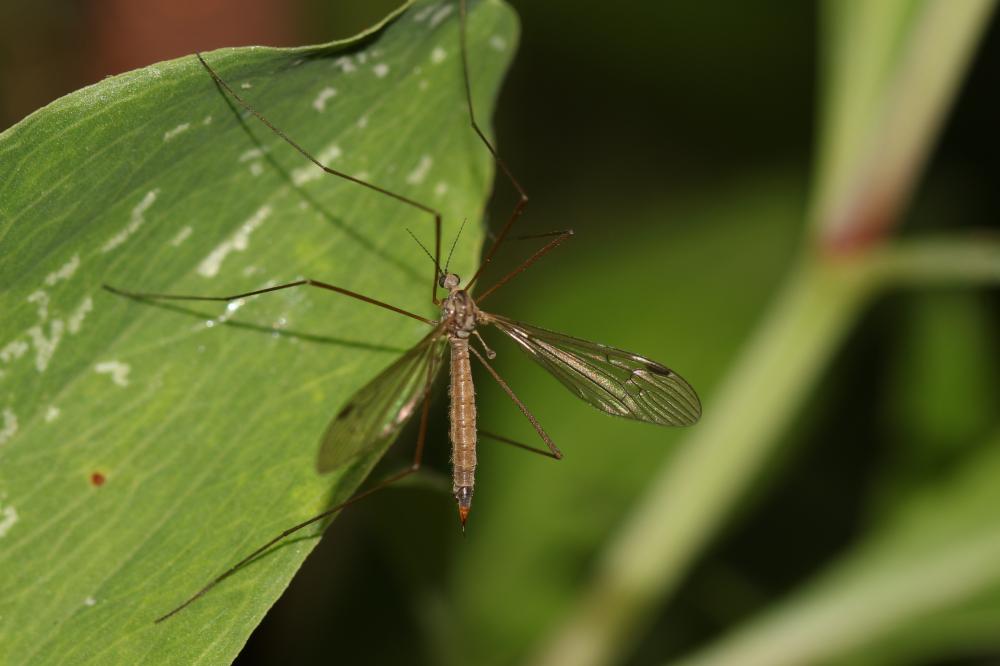 Austrolimnophila ochracea (Meigen, 1804)