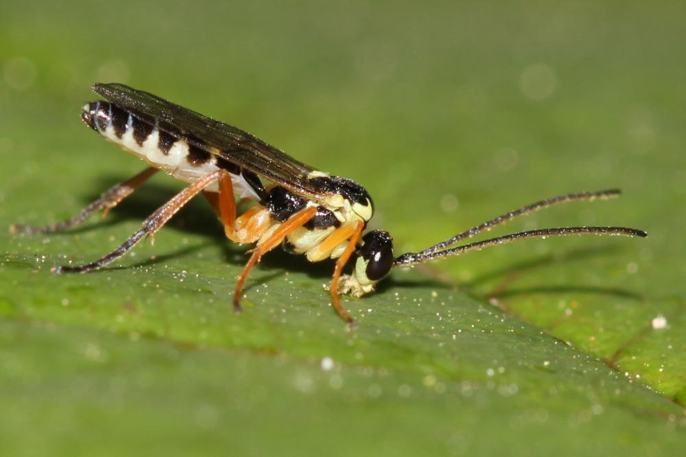  Syrphoctonus tarsatorius (Panzer, 1809)