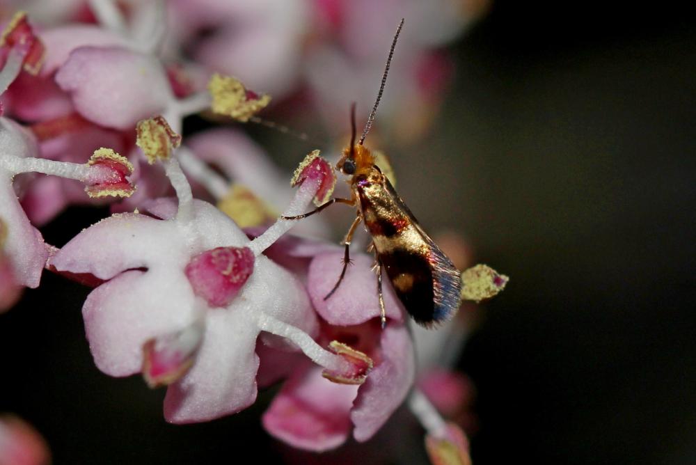  Micropterix aglaella (Duponchel, 1840)