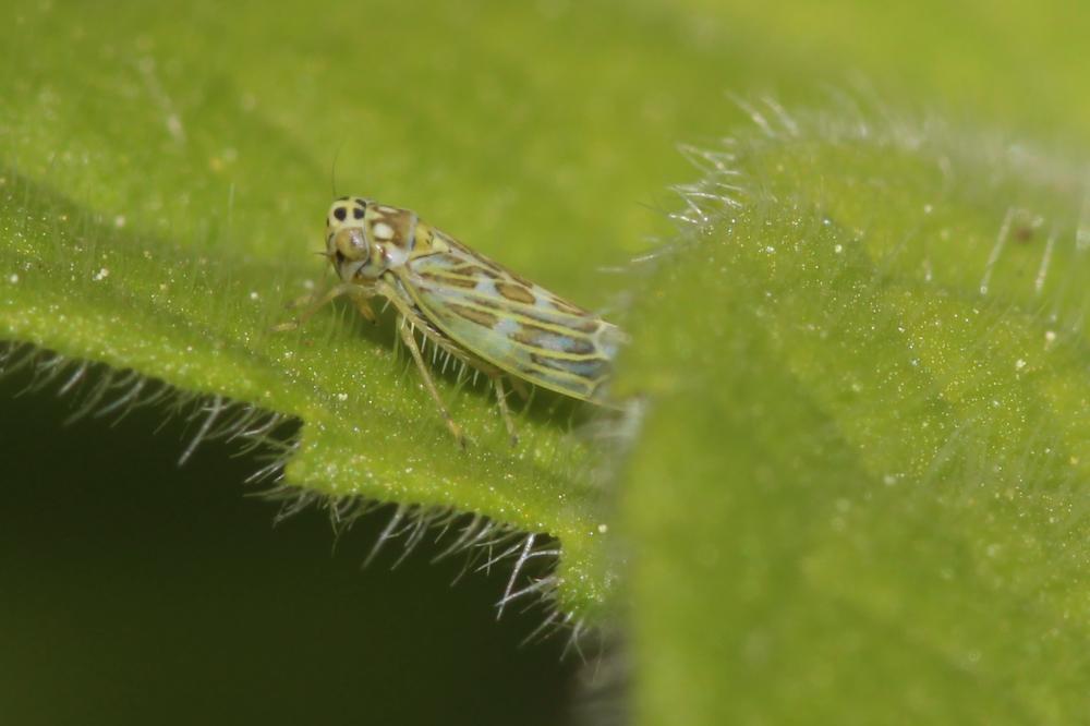  Eupteryx decemnotata Rey, 1891